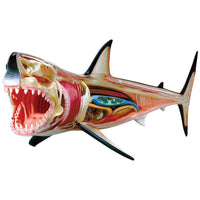 4D Vision Great White Anatomy Model - Safari Ltd®