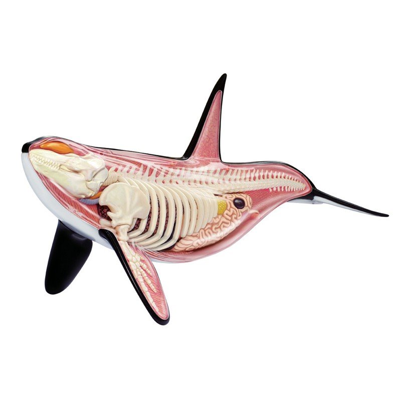 4D Vision Orca Anatomy Model - Safari Ltd®