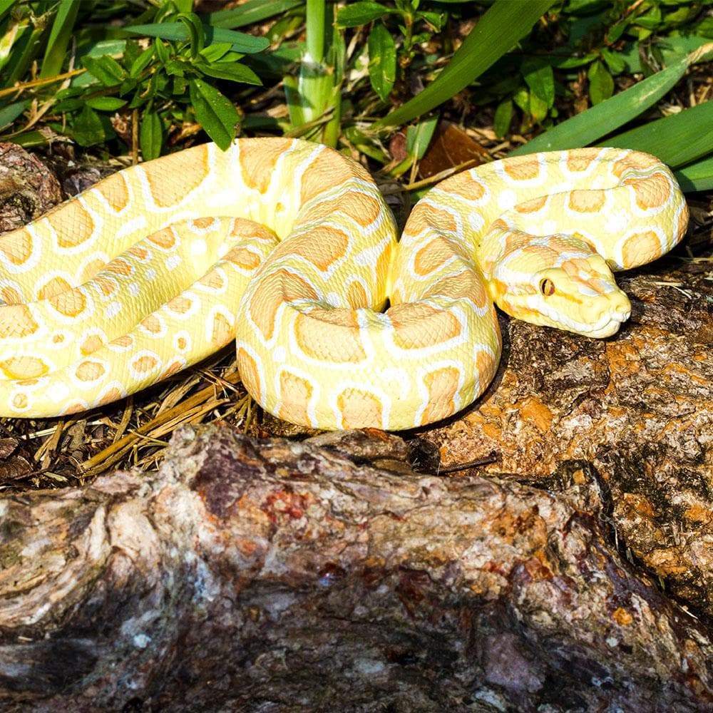 Albino Burmese Python - Safari Ltd®