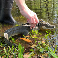 Alligator with Babies Toy - Safari Ltd®