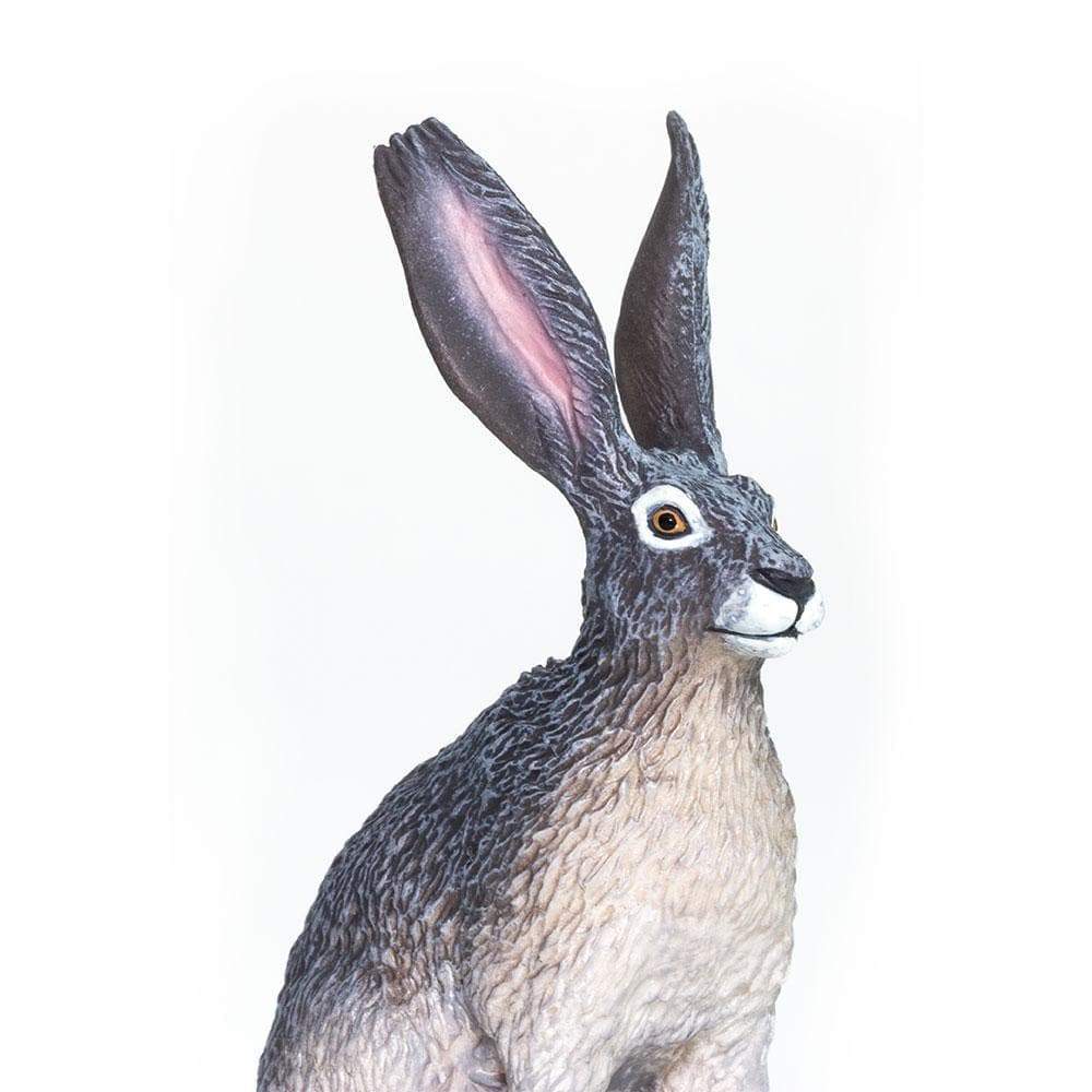 American Desert Hare Toy | Wildlife Animal Toys | Safari Ltd.