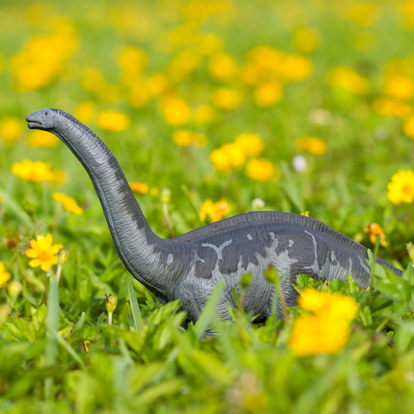 Apatosaurus Toy - Safari Ltd®