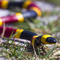 Coral Snake - Safari Ltd®