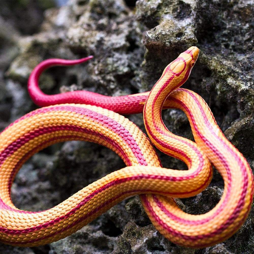 Corn Snake - Safari Ltd®