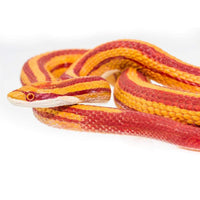 Corn Snake - Safari Ltd®