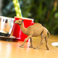 Dromedary Camel - Safari Ltd®