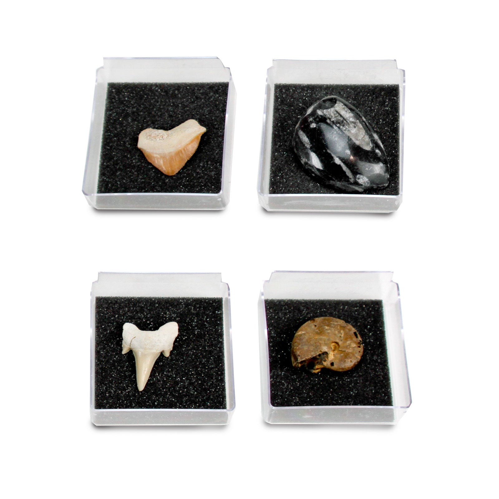 GEOWorld - The Nature Collections - Fossils Set #1 - Safari Ltd®