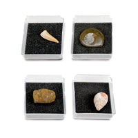 GEOWorld - The Nature Collections - Fossils Set #1 - Safari Ltd®