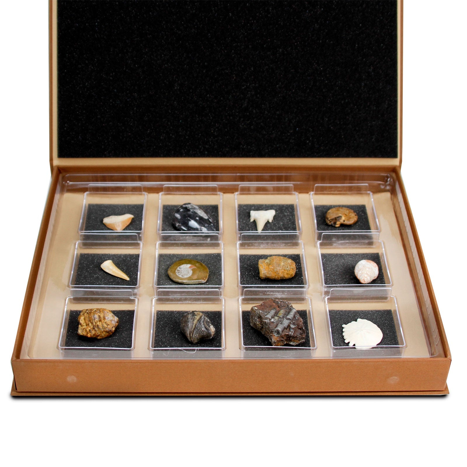 GEOWorld - The Nature Collections - Fossils Set #1 - Safari Ltd®