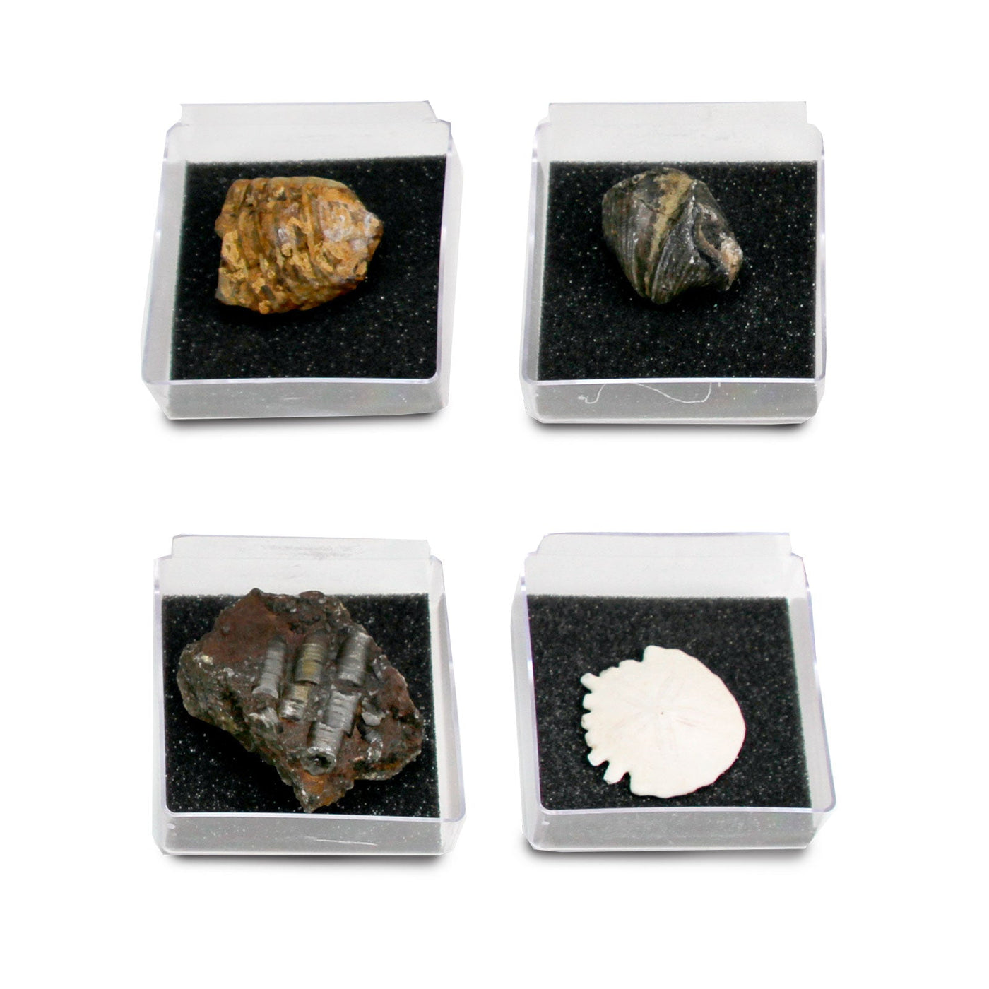 GEOWorld - The Nature Collections - Fossils Set #1 - Safari Ltd®