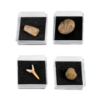 GEOWorld - The Nature Collections - Fossils Set #2 - Safari Ltd®