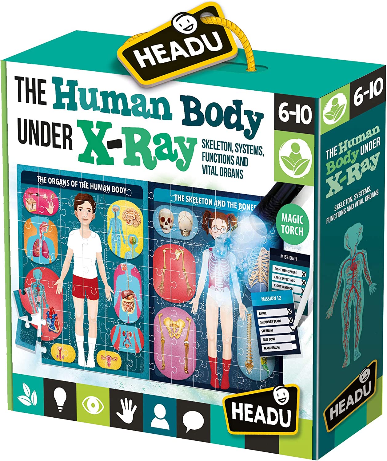 Headu The Human Body Under X-Ray Puzzle - Safari Ltd®