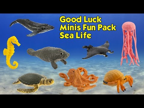 Sea Life Fun Pack