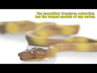 Amazon Tree Boa Toy Snake