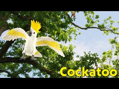 Cockatoo Toy