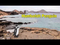 Humboldt Penguin Toy