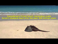 Horseshoe Crab