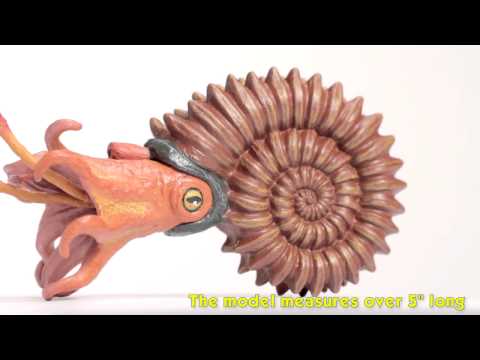 Ammonite Toy