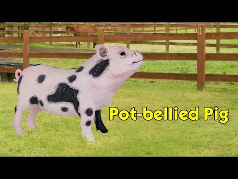 Pot-Bellied Pig Toy