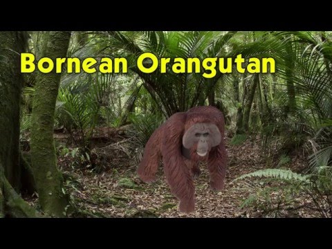 Bornean Orangutan Toy