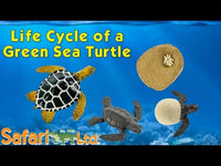 Life Cycle of a Green Sea Turtle