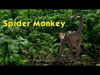 Spider Monkey Toy