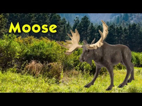 Moose Toy