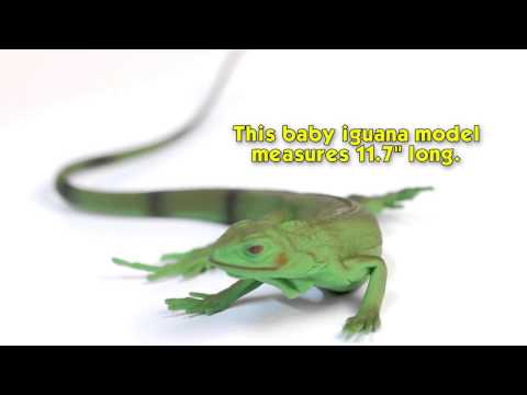 Iguana Baby Toy