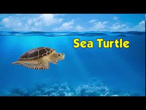 Sea Turtle Toy