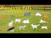 Domestic Cat Figurines TOOB®