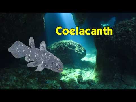 Coelacanth Toy