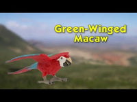 Green-winged Macaw Toy