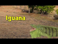 Iguana Toy