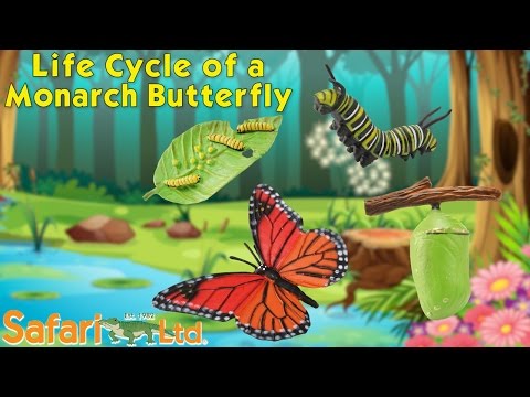 Life Cycle of a Monarch Butterfly Figure Set