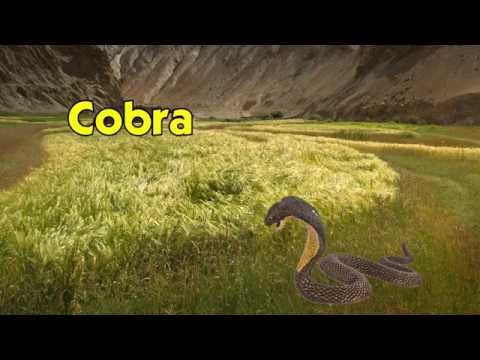 Cobra Toy