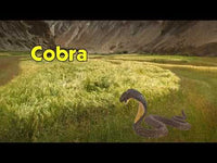 Cobra Toy