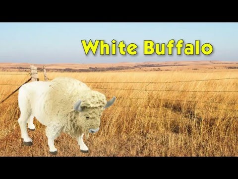 White Buffalo Toy