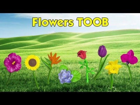 Flowers TOOB®