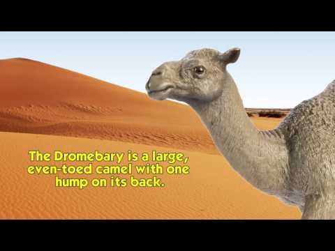 Dromedary Camel Toy