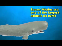 Sperm Whale Toy