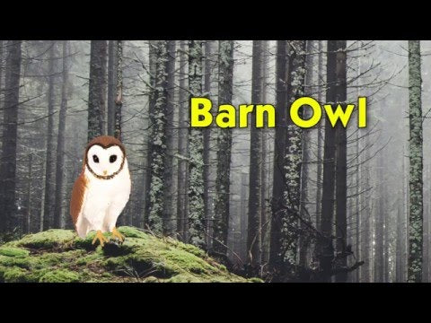 Barn Owl