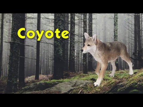 Coyote Toy