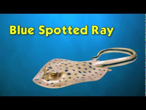 Blue Spotted Ray Toy