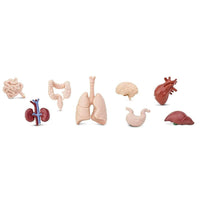 Human Organs Bulk Bag | Montessori Toys | Safari Ltd.