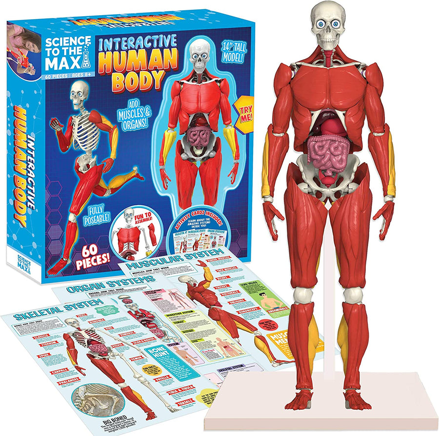 Interactive Human Body Toy - Safari Ltd®