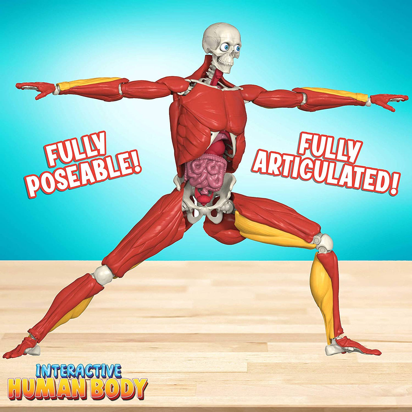 Interactive Human Body Toy - Safari Ltd®