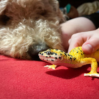 Leopard Gecko Toy Figure - Safari Ltd®