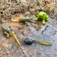 Life Cycle of a Frog - Safari Ltd®