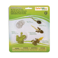 Life Cycle of a Frog | Montessori Toys | Safari Ltd.