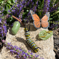 Life Cycle of a Monarch Butterfly - Safari Ltd®